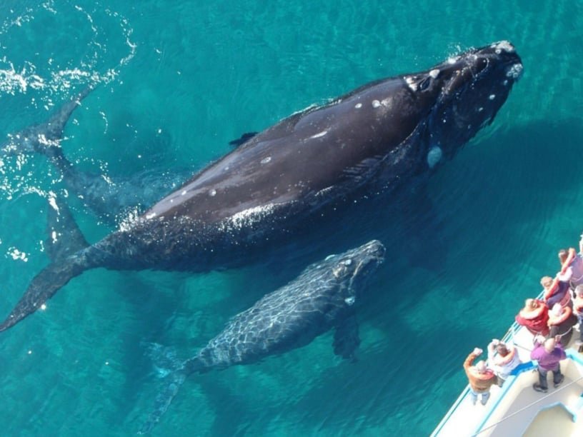 Samana Bay Whale Watching Excursion in Dominican Republic